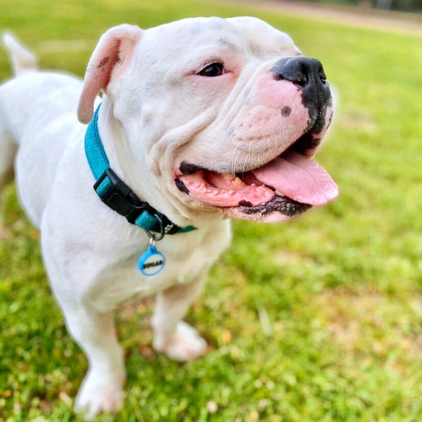 Chapitas en la playa