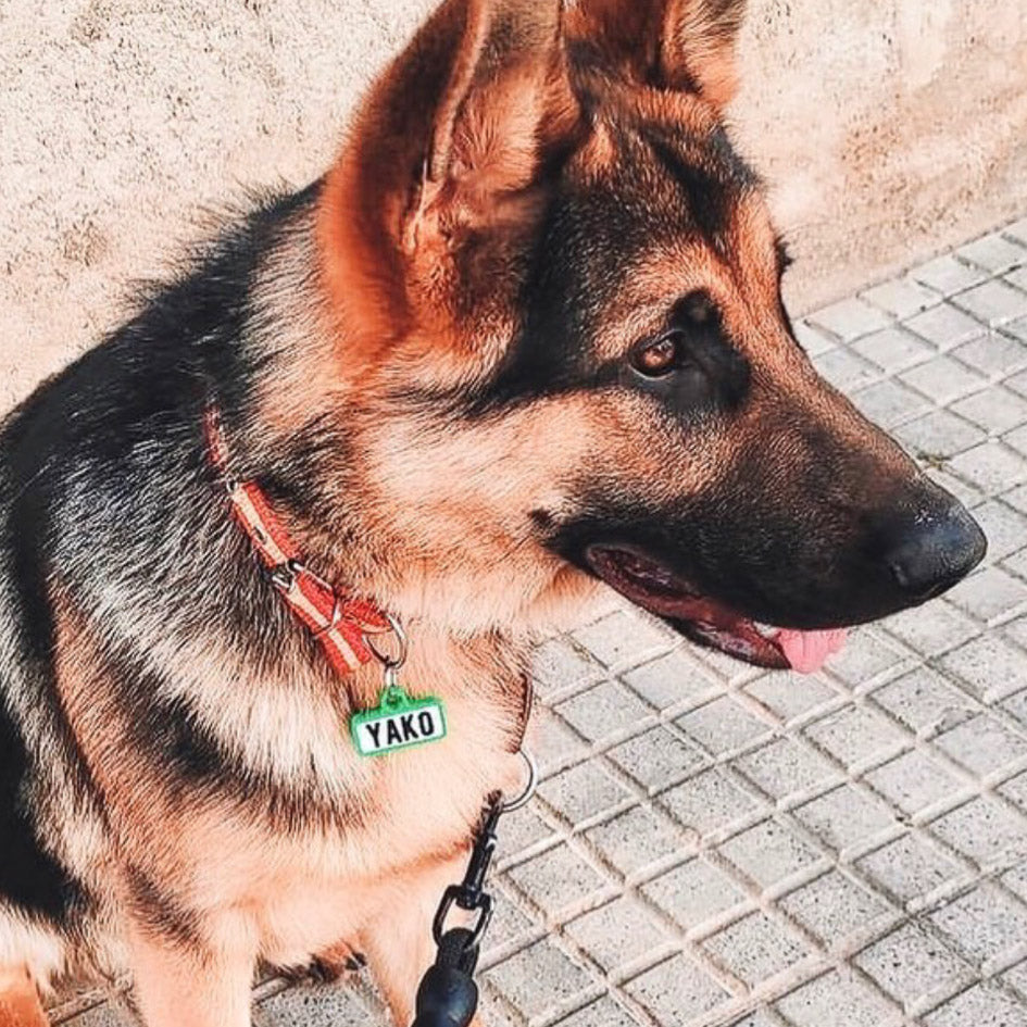 Perros con chapitas miraqueguau